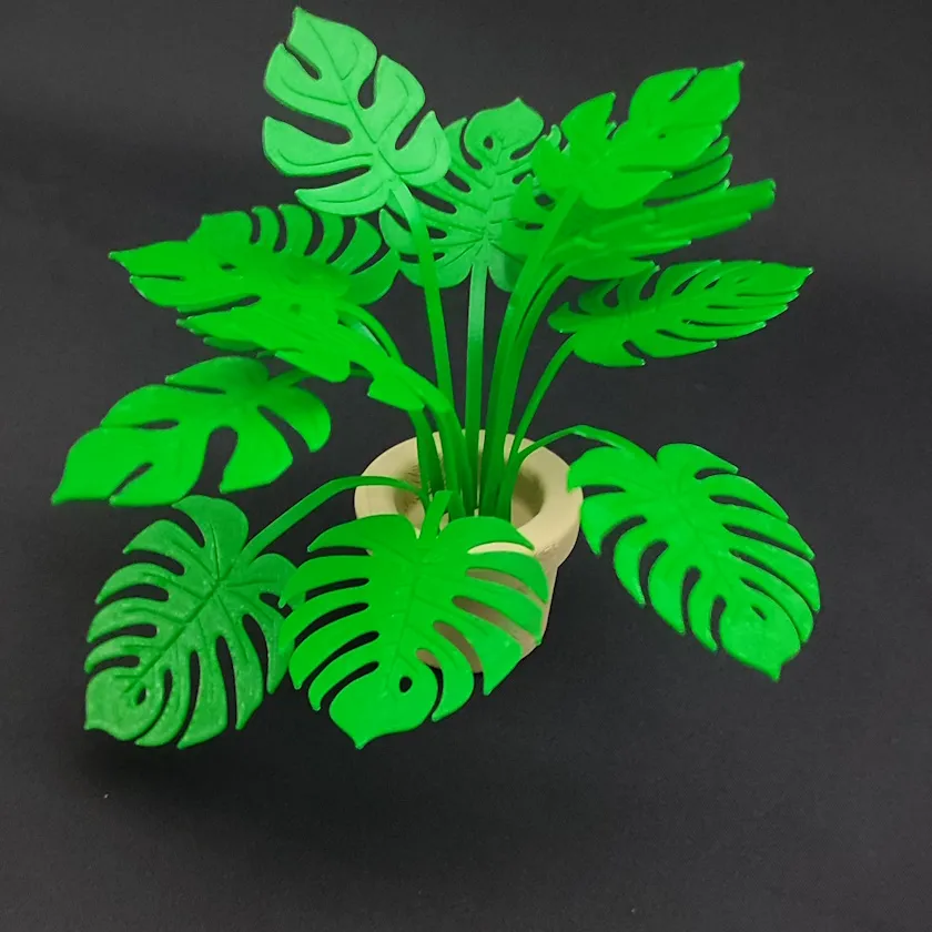 Mini Monstera - 15 cm